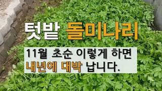 텃밭 미나리 11월 초순 이렇게 하면 내년에 대박 납니다. #주말농장 미나리 가꾸기.