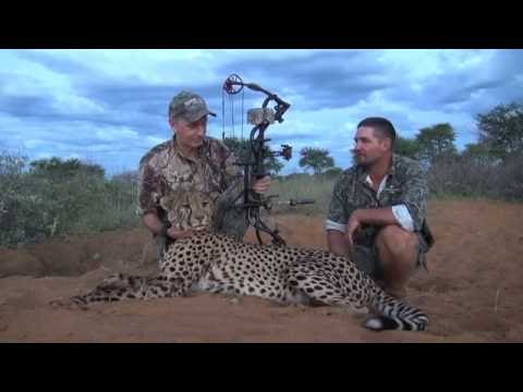 download lagu mp3 mp4 Arrow Cheetah, download lagu Arrow Cheetah gratis, unduh video klip Arrow Cheetah