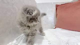 スコティッシュフォールドの動画01