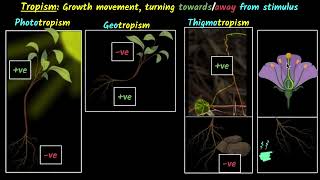 Response to stimulus (Tropism) | Control & coordination | Biology class 10 | Khan Academy