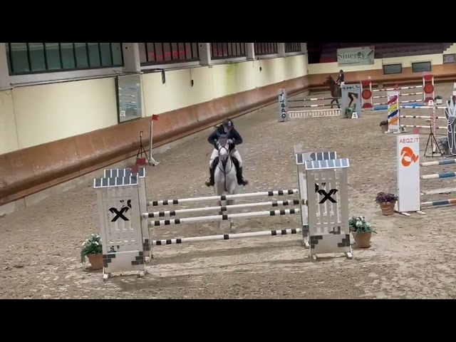 Castrone Italiano salto ostacoli del 2014