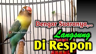 Download lagu SUARA BURUNG LOVEBIRD NGEKEK PANJANG PANDAI PANCING LABET LAIN BUNYI, DENGAR Langsung Di RESPON mp3 Download lagu SUARA BURUNG LOVEBIRD NGEKEK PANJANG PANDAI PANCING LABET LAIN BUNYI, DENGAR Langsung Di RESPON mp3