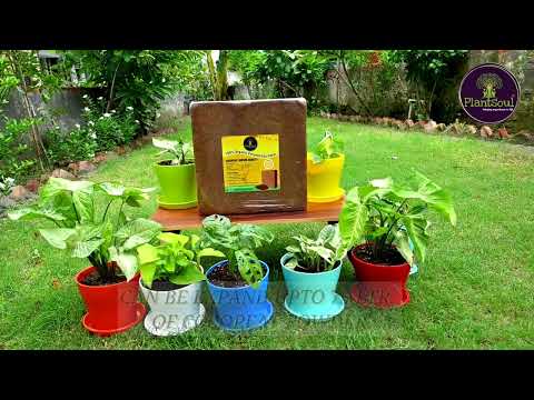 Plantsoul Agricultural Cocopeat Block/Coir pith