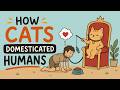 Cats Domesticated Humans. We Just Let It Happen.