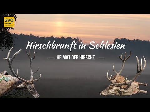 Hirschbrunft in Schlesien - Starke Hirsche auf der Strecke