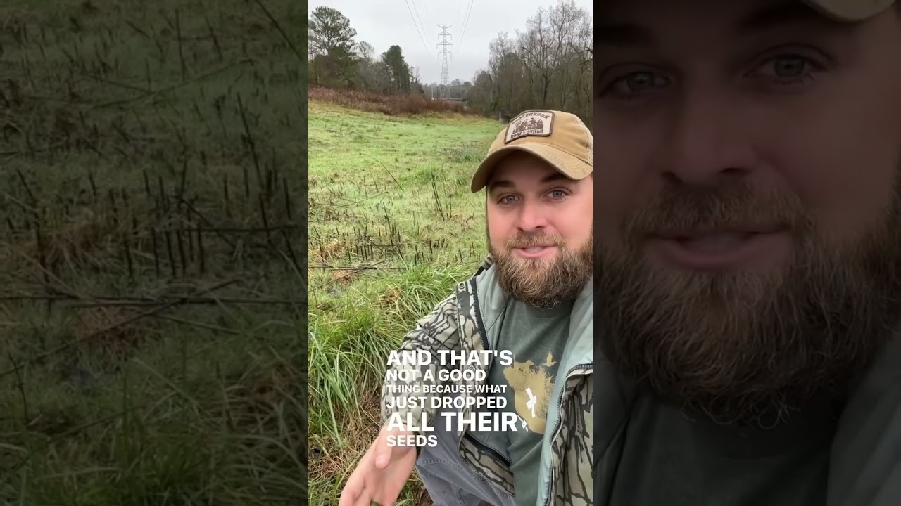 Removing Non-Native Cool Season Grasses