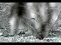 Ice Age: Time Lapse Frost Patterns 