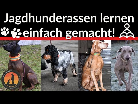 Jagdhunderassen lernen einfach gemacht | Hundeschule U.B.