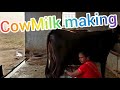 Viral Cow Milk Making Vlog