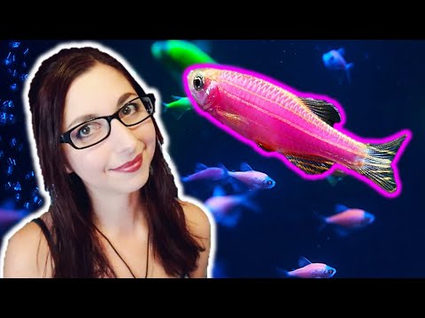 GloFish Danio Care Guide | GloFish Care Guide Series Ep. 3 | Zebra Danio