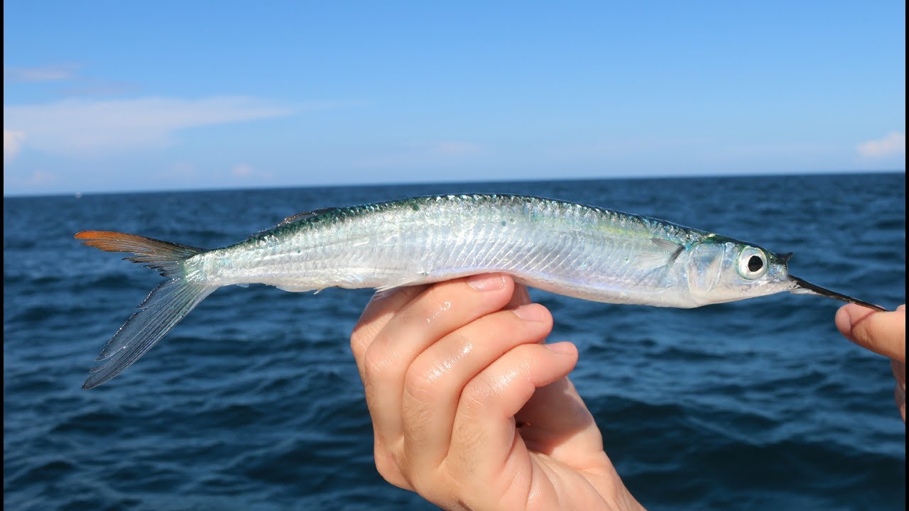 The SECRET! Bait and Tackle Shops WONT Teach You! -How to Catch Ballyhoo (Tackle Tuesday)
