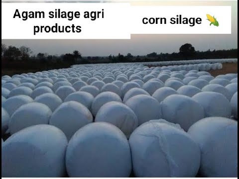 Corn silage | corn silage making process | Makki da achar | Agam silage agri products |
