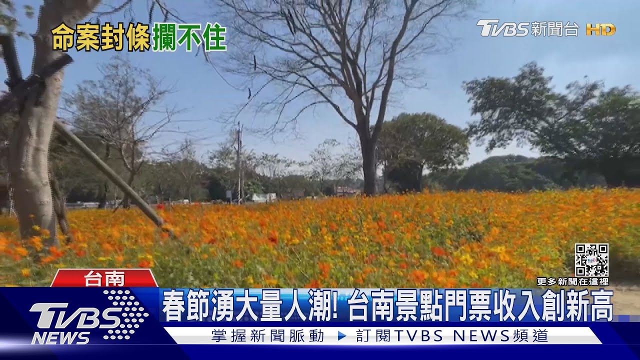 波斯菊花海處處有「命案」! 遊客為拍美照違規