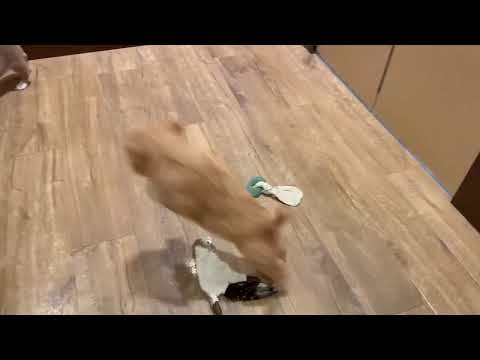 Cavachon - 4652 video preview