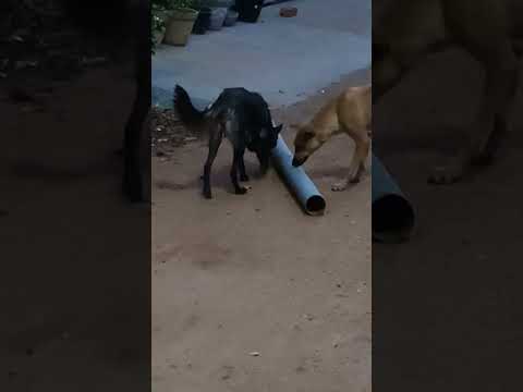 Dogs  new strategy to catch prey