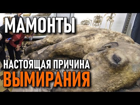 Настоящая причина исчезновения мамонтов (моя версия)