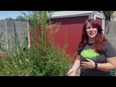 Legumes and Ironwood Trees? It’s True!