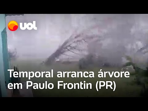 Chuva no PR: Chuva com ventos fortes derruba árvore em Paulo Frontin (PR); veja vídeo