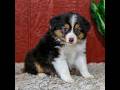 Miniature Australian Shepherd dogs for sale: Yo-Yo - Video 1