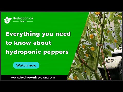 Everything You Need to Know About Hydroponic Peppers - Hydroponics Town