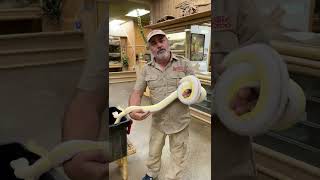 Insane Snakes! 😱 🐍 by Prehistoric Pets TV