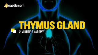 Thymus Gland 