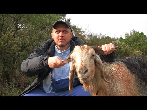 200 KEÇİYİ SAHİPLENDİM - sürü kayboldu