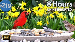 TV for Cats 😻 8 Hours of Birds 🐦 & Squirrels 🐿Feeder Uninterrupted CatTV  @LensMyth