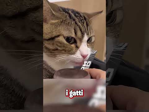 Ecco Come Bevono I Cani E I Gatti😱...