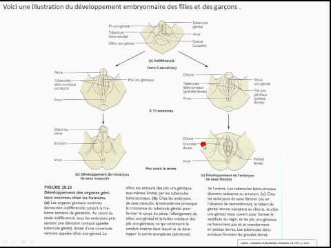 8-2-(1-2)_vd_app-reprod-femin_q.1a22.avi