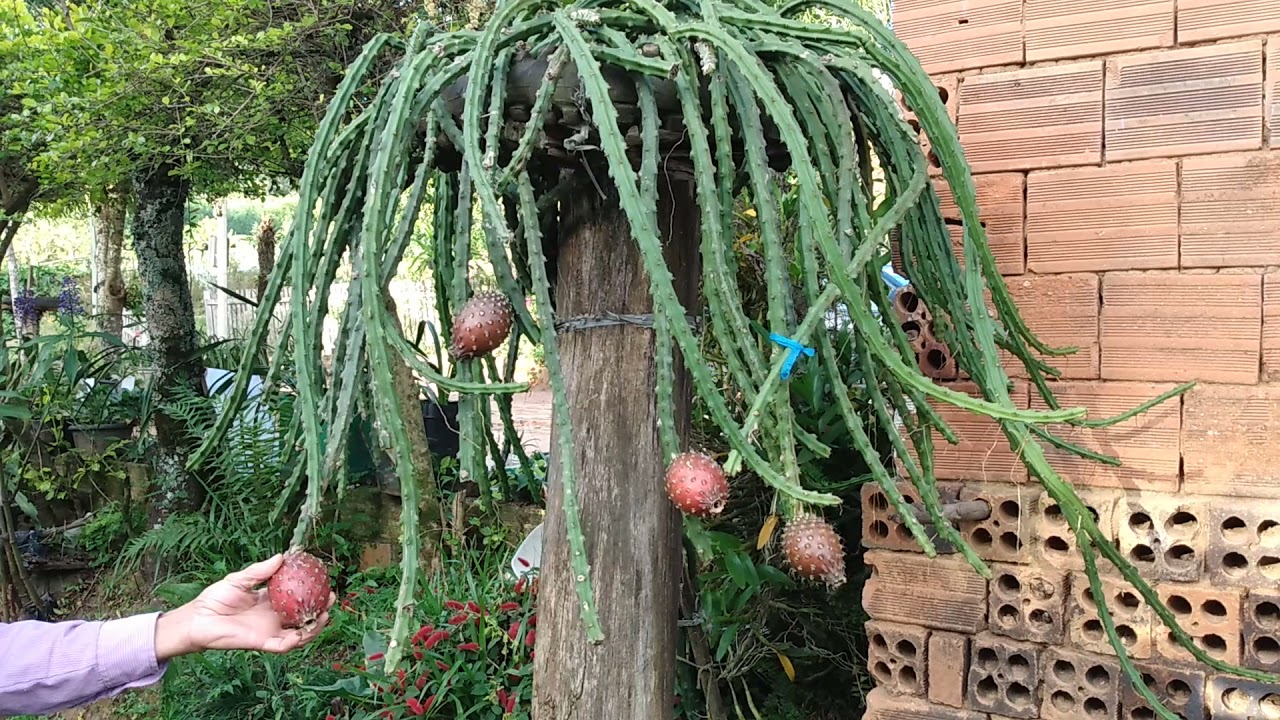 pitaia ouriço do serrado com 120.atezap.51958480.49.