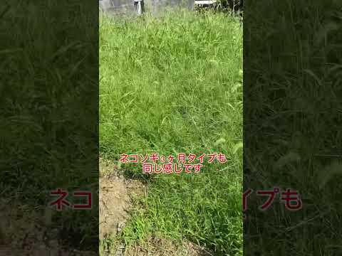 自家製の天然除草剤: 雑草との戦いに勝つための効果的なレシピの新しい部分  庭園