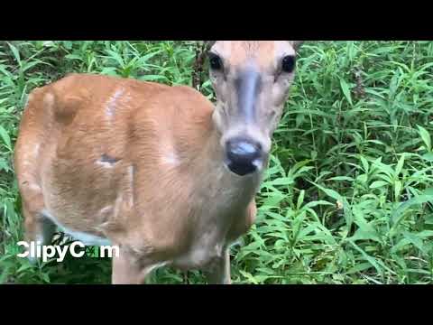 Whitetail Deer With Fawn