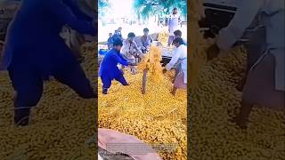 Harvesting dates: a bountiful date palm harvest