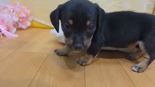 ハーフ犬の動画01
