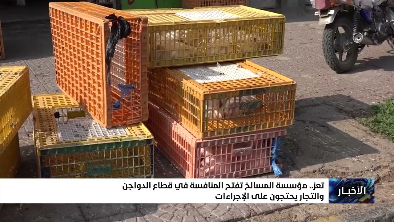 مؤسسة المسالخ تفتح المنافسة في قطاع الدواجن بـ تعز والتجار يحتجون على الإجرا