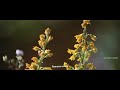 Song Poova Poova Poove Move Poovellam Kettuppar 1080p HD Video Song Mp4