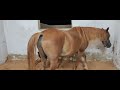 Horse New Baby Horse Baby Puppy Milk