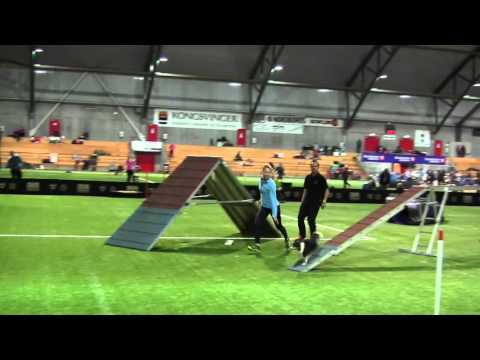 Zelda - agility 1 (3.napp)