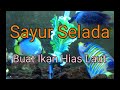 Ikan Hias Laut Yang Makan Sayur