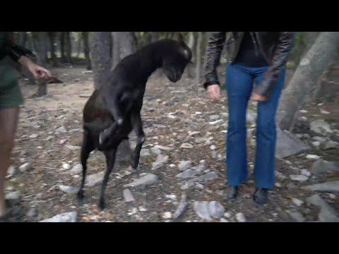 Pokimane Attacked By Goats