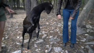 Pokimane gets attacked by goats