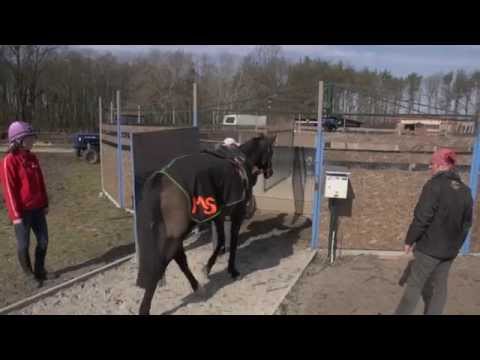 Animaltv.sk  Count of Tuscany Miroslav stancik