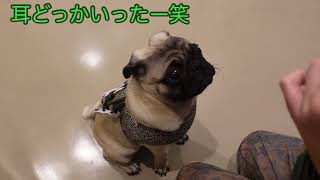 フェリーのペット室でエゾシカ食べたよ！