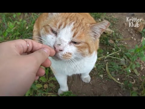 EP.02 😻 | Have Cats Ever Done Nose Kisses To You Before? | Lemmeow Meet Cats For You