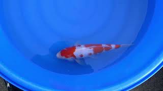 video van Meerstaps Kohaku 2301013