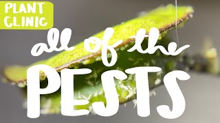 Plant Clinic Ep 3: Identifying and Eradicating Houseplant Pests