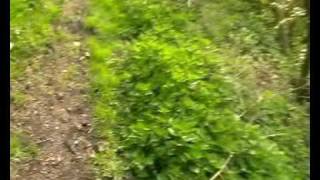 DANTE mit Fleischwurst