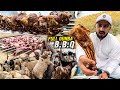 Pura Dumba BAR B Q Full Sheep Barbecue In Mountains Of Balochistan Traditional Coking In Pakistan