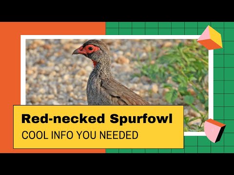 Red-necked Spurfowl — Pternistis afer